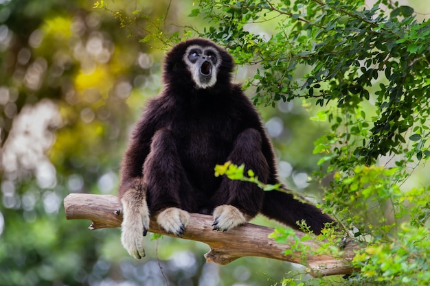 Gibbon en el árbol en el zoológico.