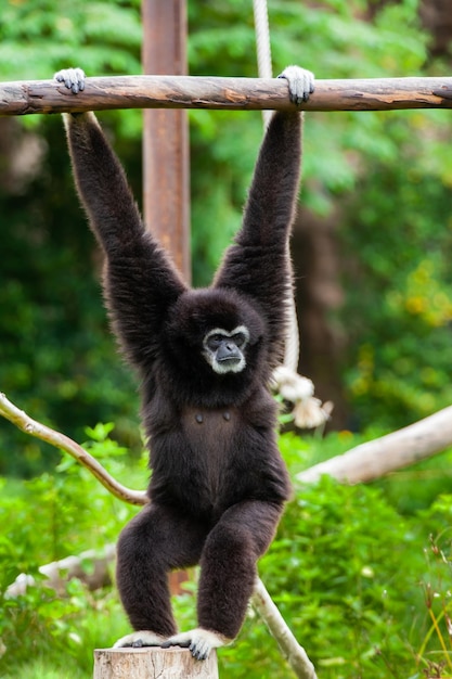 Gibbon auf dem Baum im Zoo