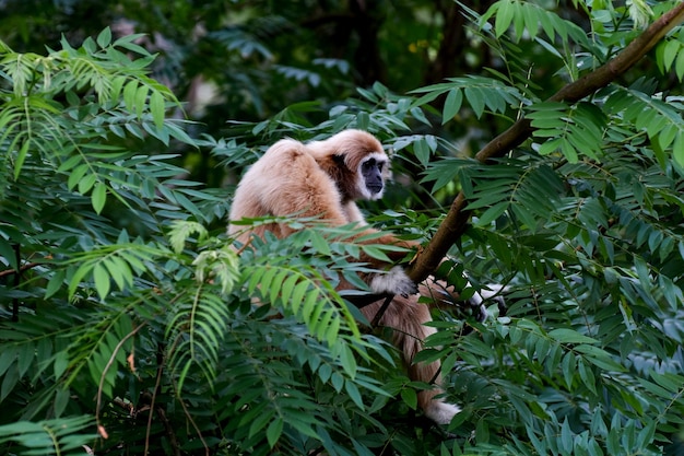 Gibbon auf dem Baum