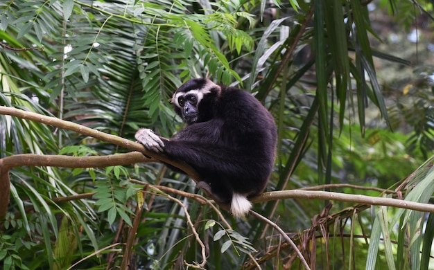 Gibbon auf einem Ast Es ist ein Tier