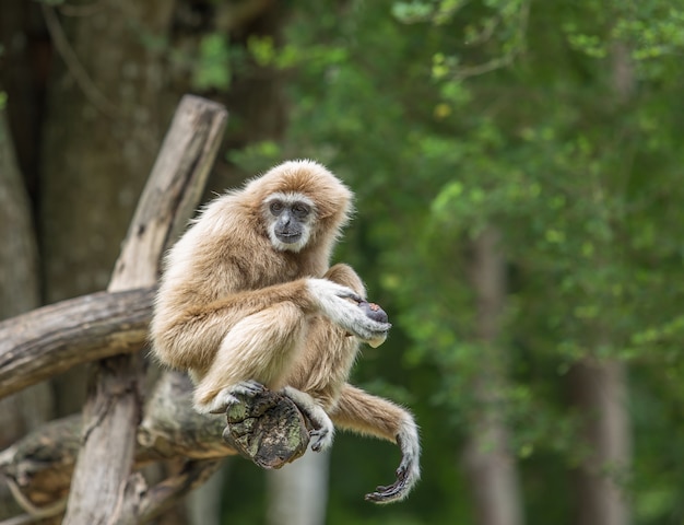 Gibbon en el bosque de la selva