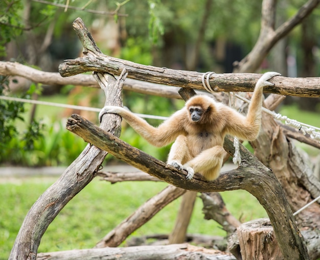 Gibbon en el bosque de la selva