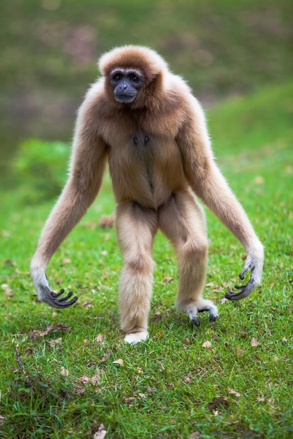 Gibbon Branco