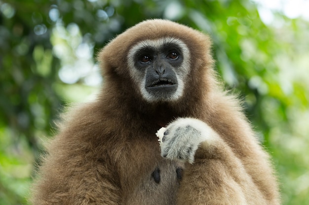 Gibbon cara de cerca en el zoológico