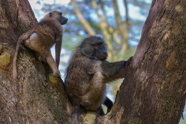 Gibbon e seu bebê na árvore. Gibbon está mostrando os dentes. Nakuru. Quênia