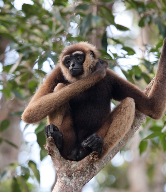 Gibbon está sentado en el árbol. Indonesia. La isla de Kalimantan. Borneo.