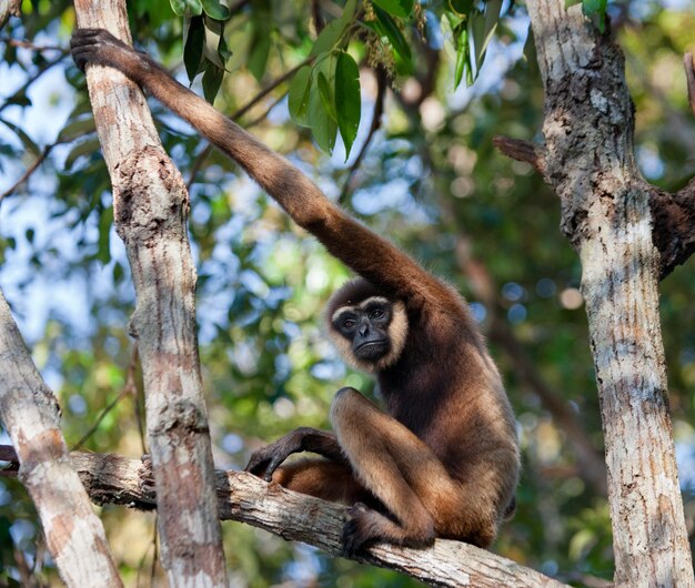 Gibbon está sentado na árvore. Indonésia. A ilha de Kalimantan. Borneo.