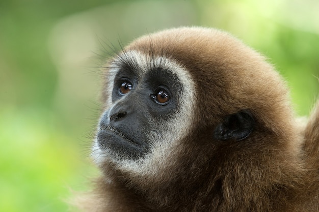 Gibbon face