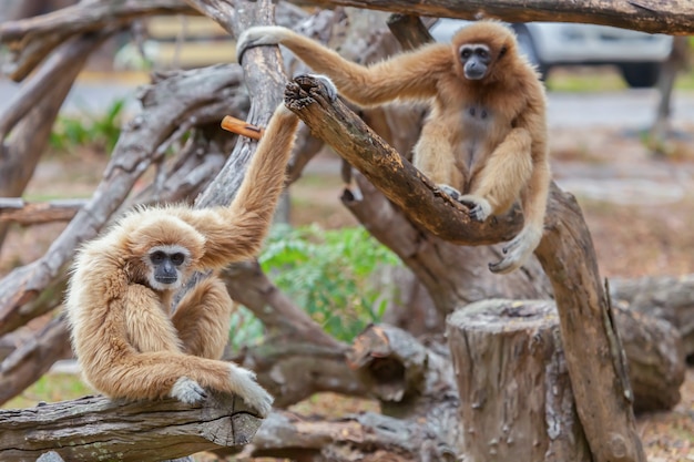 Gibbon frisst die Bäume im Wald.