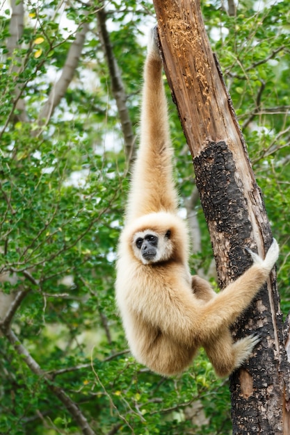 Gibbon (Hylobates lar) trepar árbol en el bosque