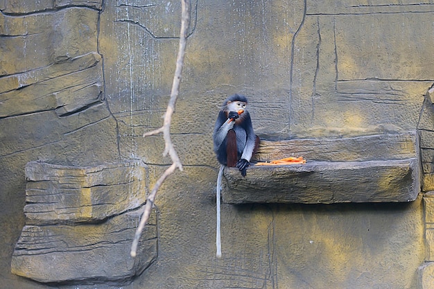 Foto gibbon hylobates de manos blancas comiendo zanahorias foto del zoológico