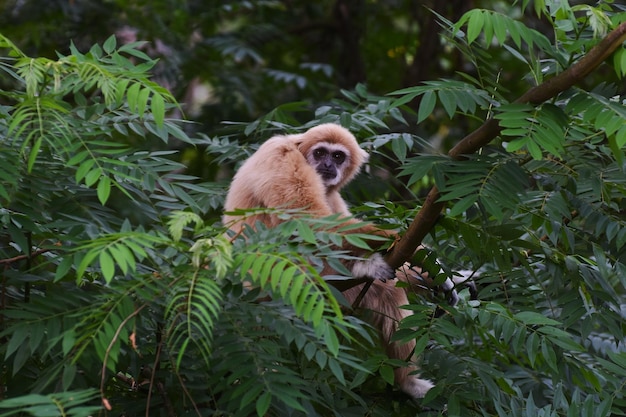 Gibbon ist eine Art auf einem großen Baum