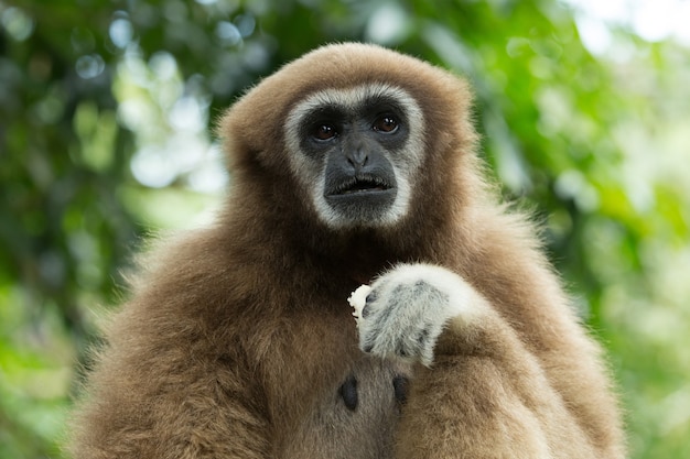 Gibbon Nahaufnahme Gesicht im Zoo