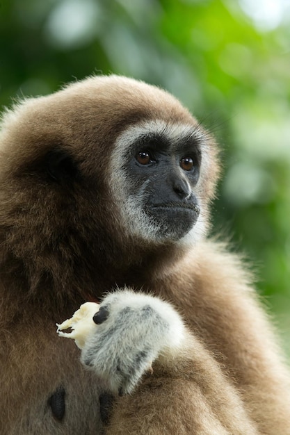 Gibbon Nahaufnahme Gesicht im Zoo