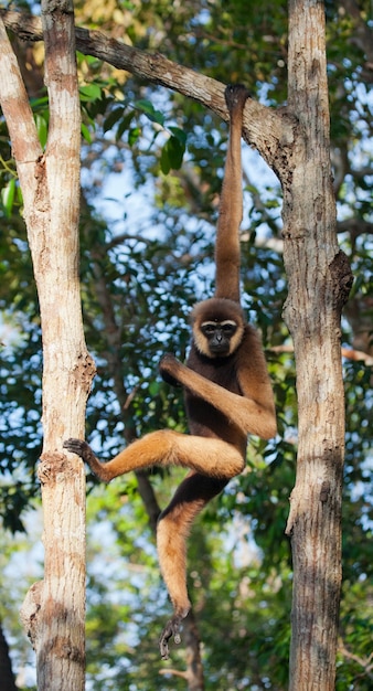 Gibbon sitzt auf dem Baum. Indonesien. Die Insel Kalimantan. Borneo.