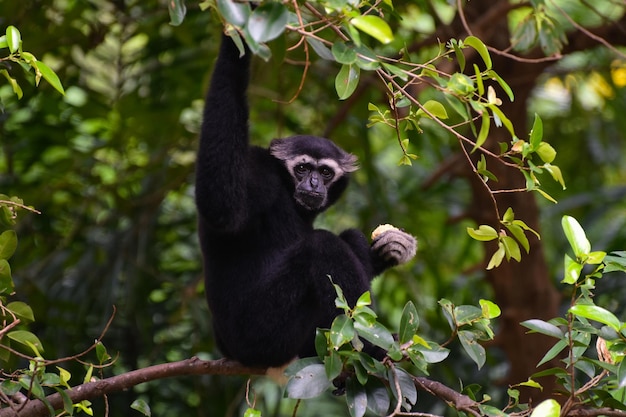 Gibbon-Tier
