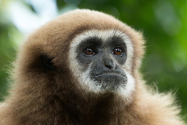 Gibbon