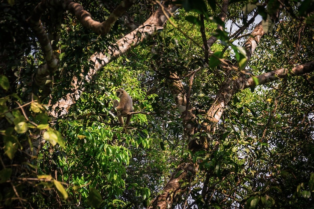 Gibbons na floresta