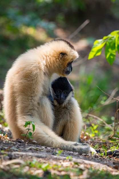 Foto gibões de bochechas brancas. animais selvagens.