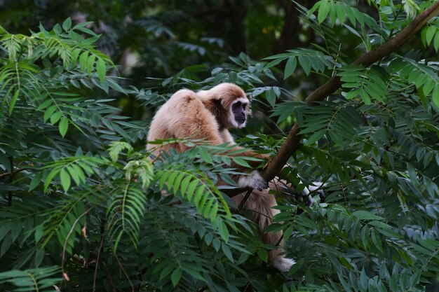 El gibón es una especie en un árbol grande