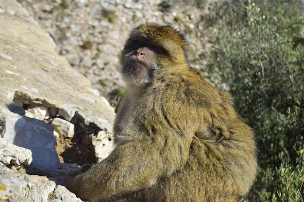 Gibraltar reino unido 07 de novembro de 2019 o macaco barbary também chamado de macaco gibraltar é encontrado em algumas áreas das montanhas do atlas da áfrica e no rochedo de gibraltar