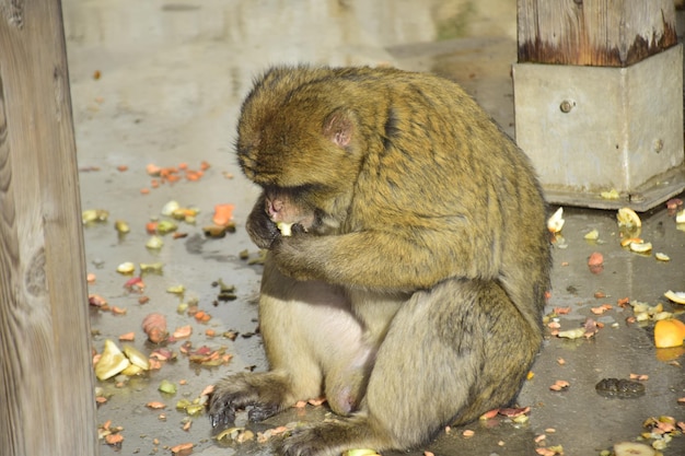 Gibraltar Reino Unido 07 de noviembre de 2019 El macaco de Berbería, también llamado mono de Gibraltar, se encuentra en algunas zonas de las montañas del Atlas de África y en el Peñón de Gibraltar.