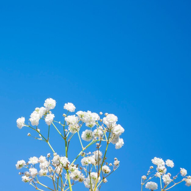 Gibsophila am wolkenlosen Himmel