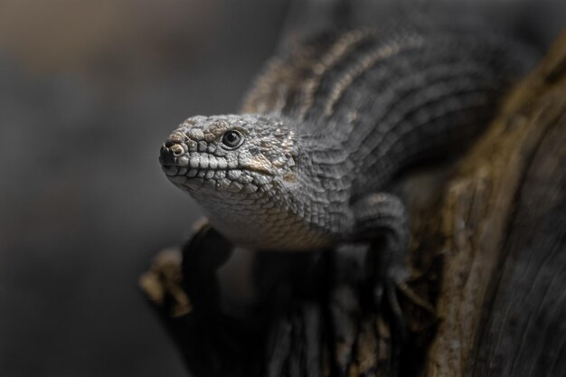 El Gidgee Skink