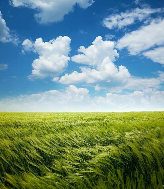 Gier Weizenfeld und blauer Himmel mit Wolken