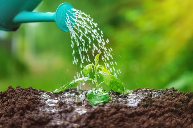 Gießen Sie die Pflanze im Garten