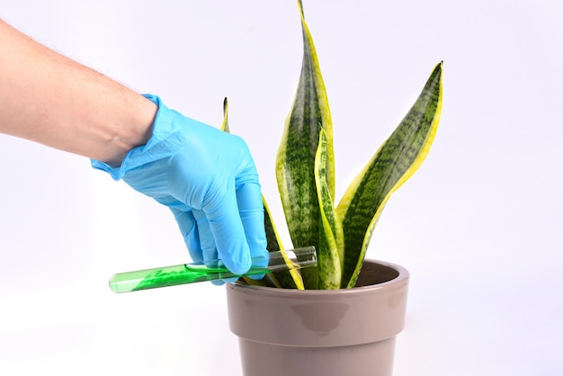 Gießen Sie die Pflanze mit Chemikalien und Zusätzen.