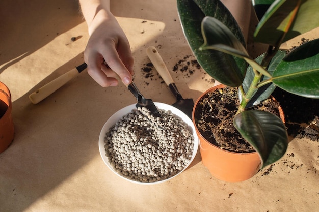 Gießen Sie Dünger in einen Topf mit einem Ficus mit einem kleinen Spatel für die Pflege von heimischen Pflanzen