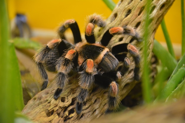 Giftgestreifte Spinne in England.