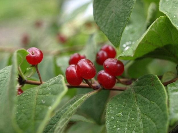 Giftige Fliegenpilzfrüchte Lonicera xylosteum Honeysuckle Branch mit roten Beeren