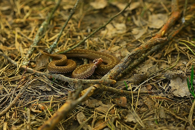 giftige gefährliche Schlange, Viper in freier Wildbahn, Russland-Sumpf