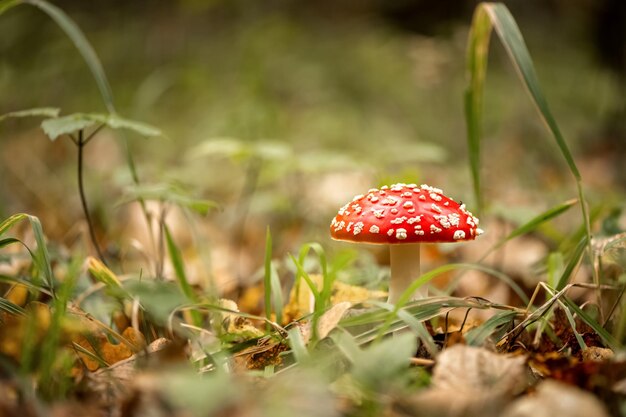 Giftiger Pilz des Fliegenpilzes wächst im Gras im Wald