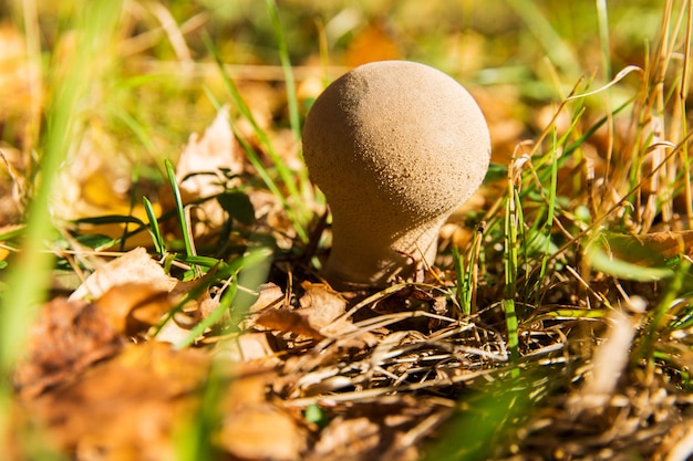 Giftiger Pilz im Wald. Gefährlicher Pilz