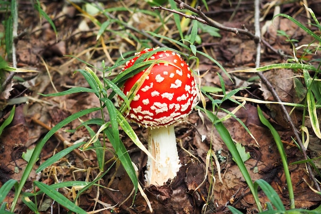 Giftiger Pilzfliegenagar im Gras auf Herbstwaldhintergrundnahaufnahme