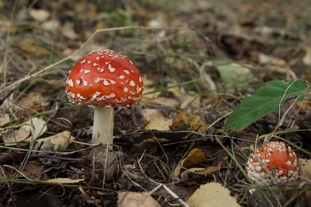 Giftiger und halluzinogener Fliegenpilz steht im Wald