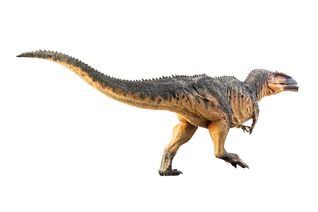 Giganotosaurus-Dinosaurier auf weißem Hintergrund