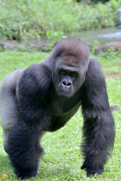 El gigante dócil, el gorila de espalda plateada de las tierras bajas