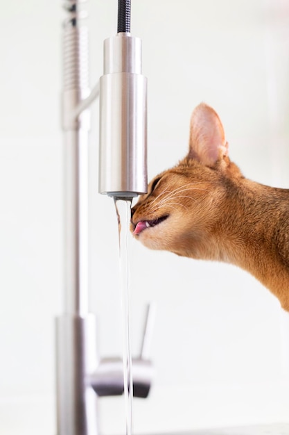 Ginger Abessinier Katze nippt an fließendem Wasser aus einem Wasserhahn drinnen in einem Haus Nahaufnahme Profilansicht