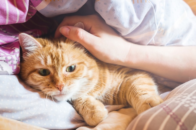 Ginger años de gato en la cama con una manta.