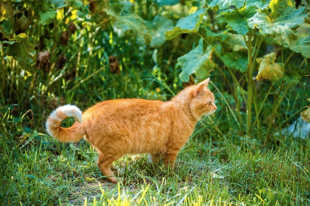 Ginger cat andando no jardim no verão
