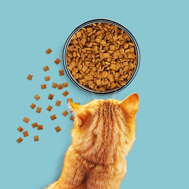 Ginger cat come comida seca de uma tigela isolada em um fundo azul