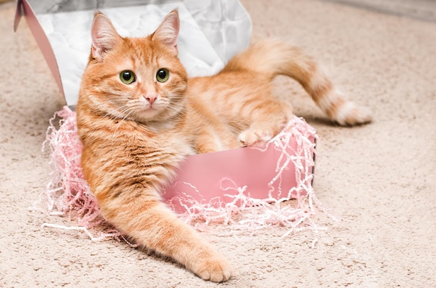 Ginger cat encontra-se em uma caixa de presente