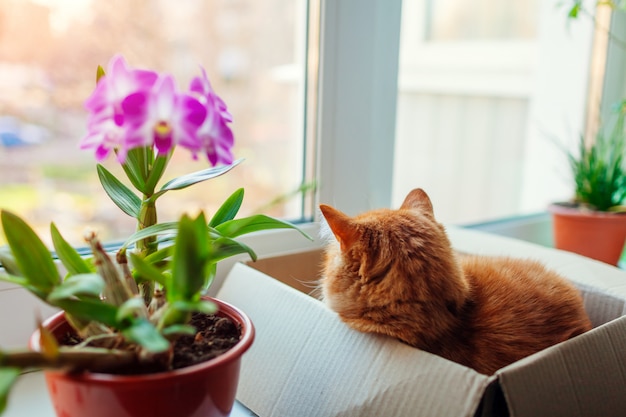 Ginger cat se encuentra en una caja de cartón en el alféizar de la ventana y mira a la calle. Mascota relajante por plantas en casa.