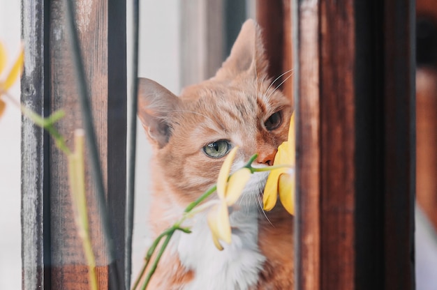 Ginger cat huele flores en la ventana.