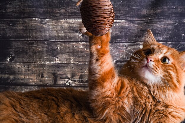 Ginger Cat juega con un cono de cedro en una pared de madera oscura.