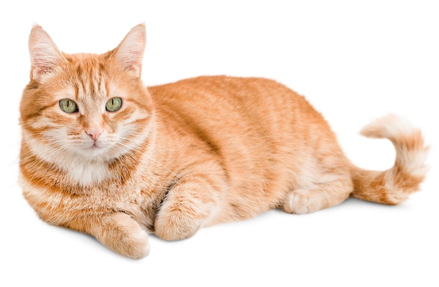 Ginger cat mente e olha para a câmera isolada no fundo branco